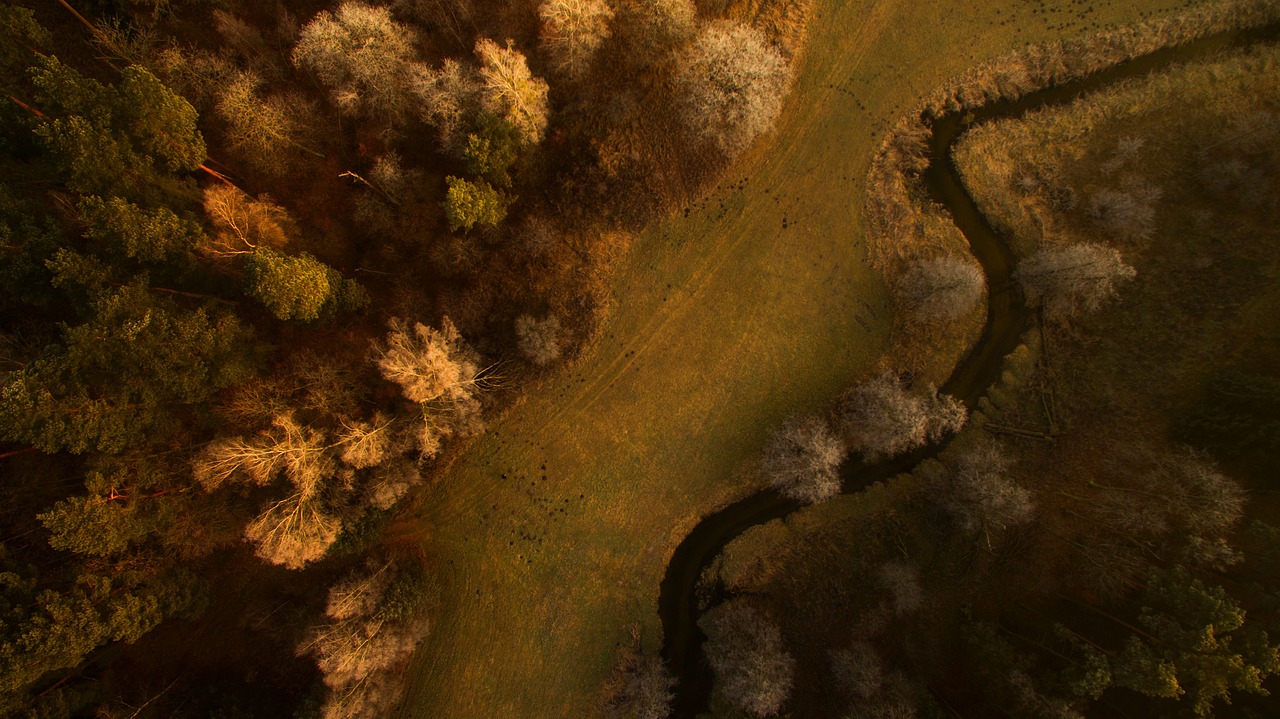 woods, river, nature